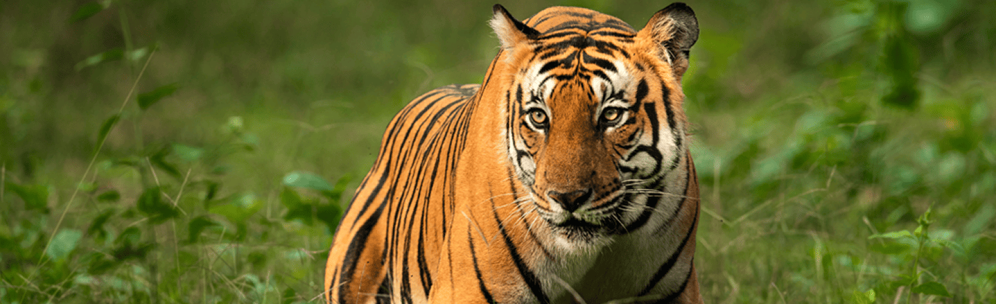 Jim Corbett National Park