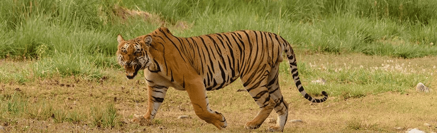 Rajaji National Park