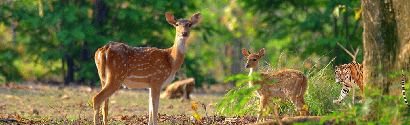 Jim Corbett National Park