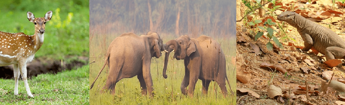 Rajaji National Park