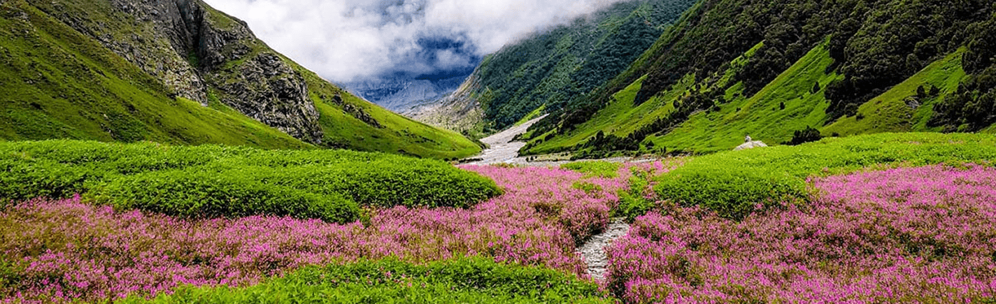 Valley of Flowers National Park