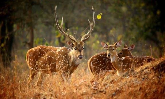 Askot Wildlife Sanctuary Tours