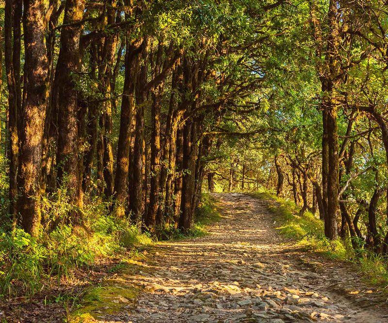 Binsar Wildlife & Himalayan Viewpoint Tour