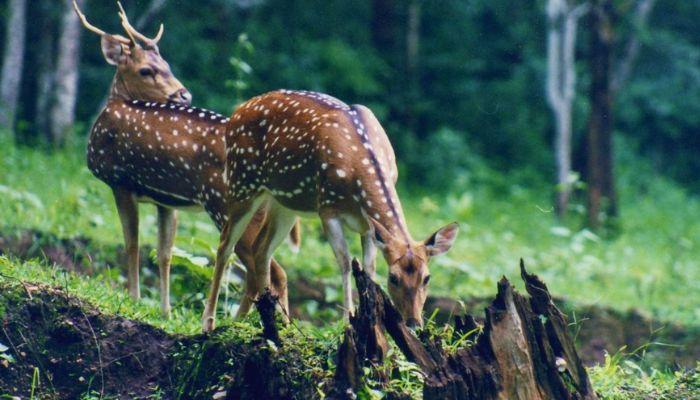 Askot Wildlife Sanctuary Tour Package