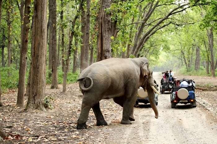 Jim Corbett Family Wildlife & Leisure Package