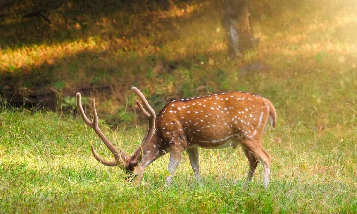 Rajaji National Park Tour Package
