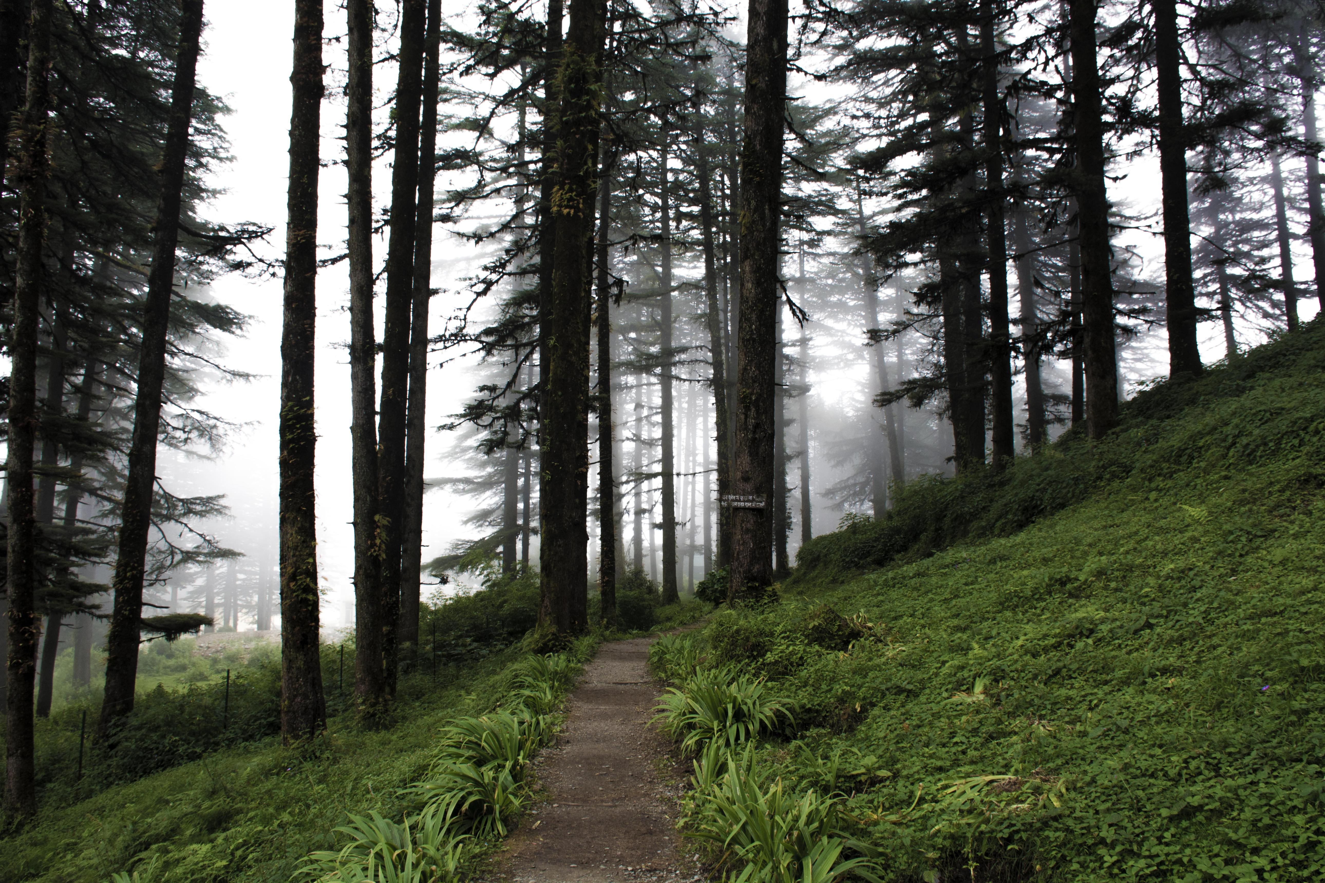 Dhanaulti Hill Station Tour Package