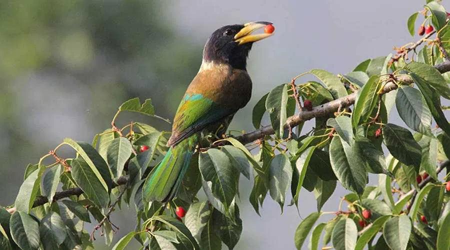 Binsar Wildlife Sanctuary Tour Package