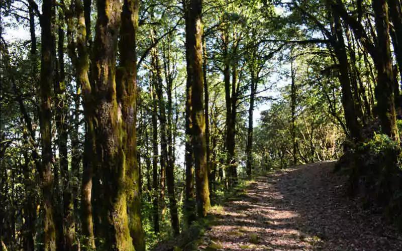 Binsar Wildlife Sanctuary Tour Package