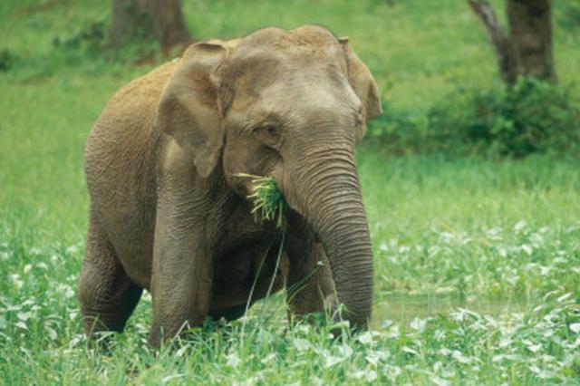 Jhilmil Jheel Conservation Reserve Wildlife Tour Package