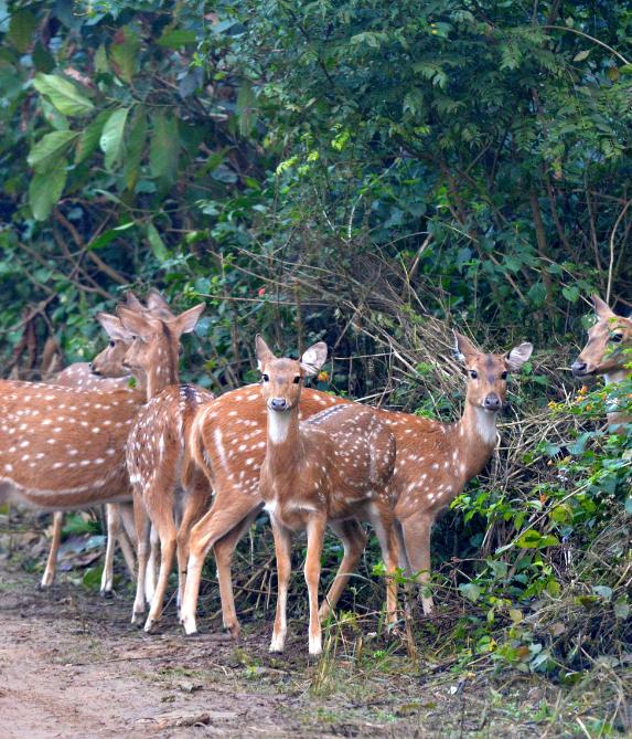 Nandhaur Wildlife Sanctuary Tour Package