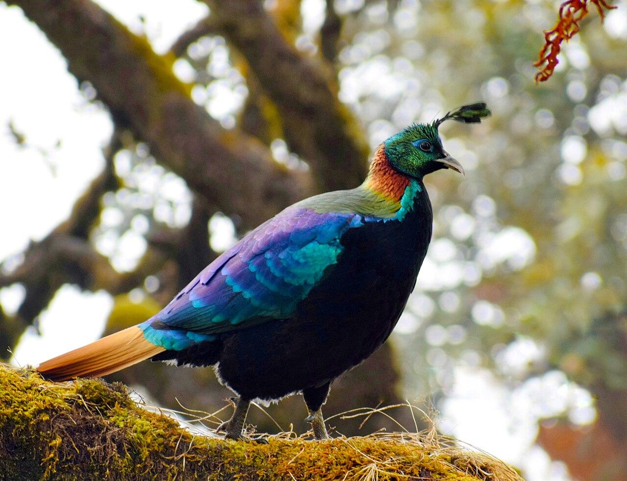 Nanda Devi Birdwatching & Himalayan Photography Tour