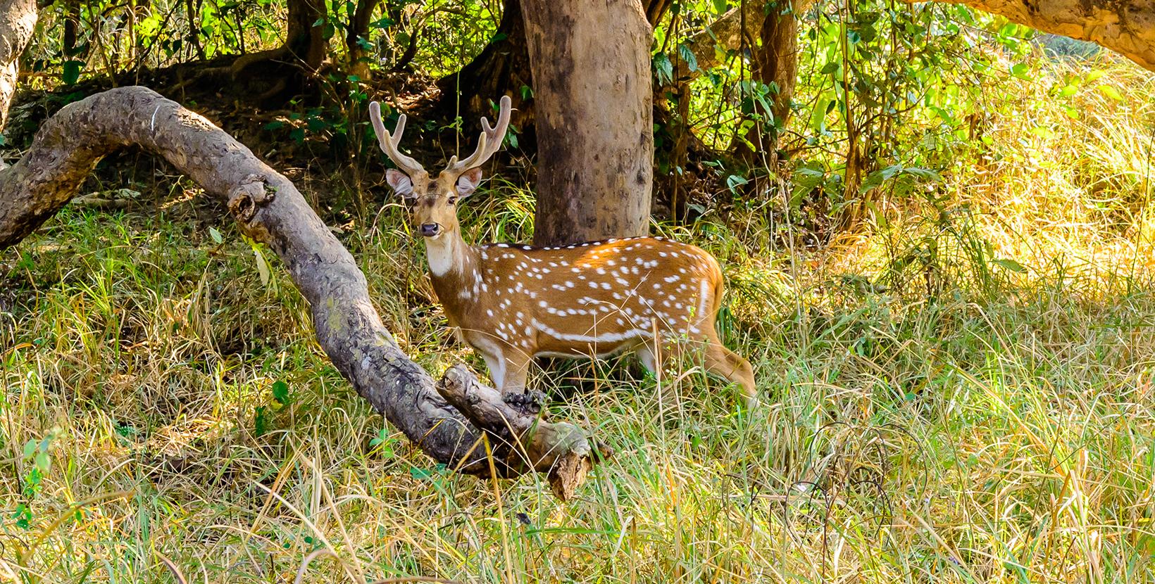 Rajaji Jungle Safari & Wildlife Adventure