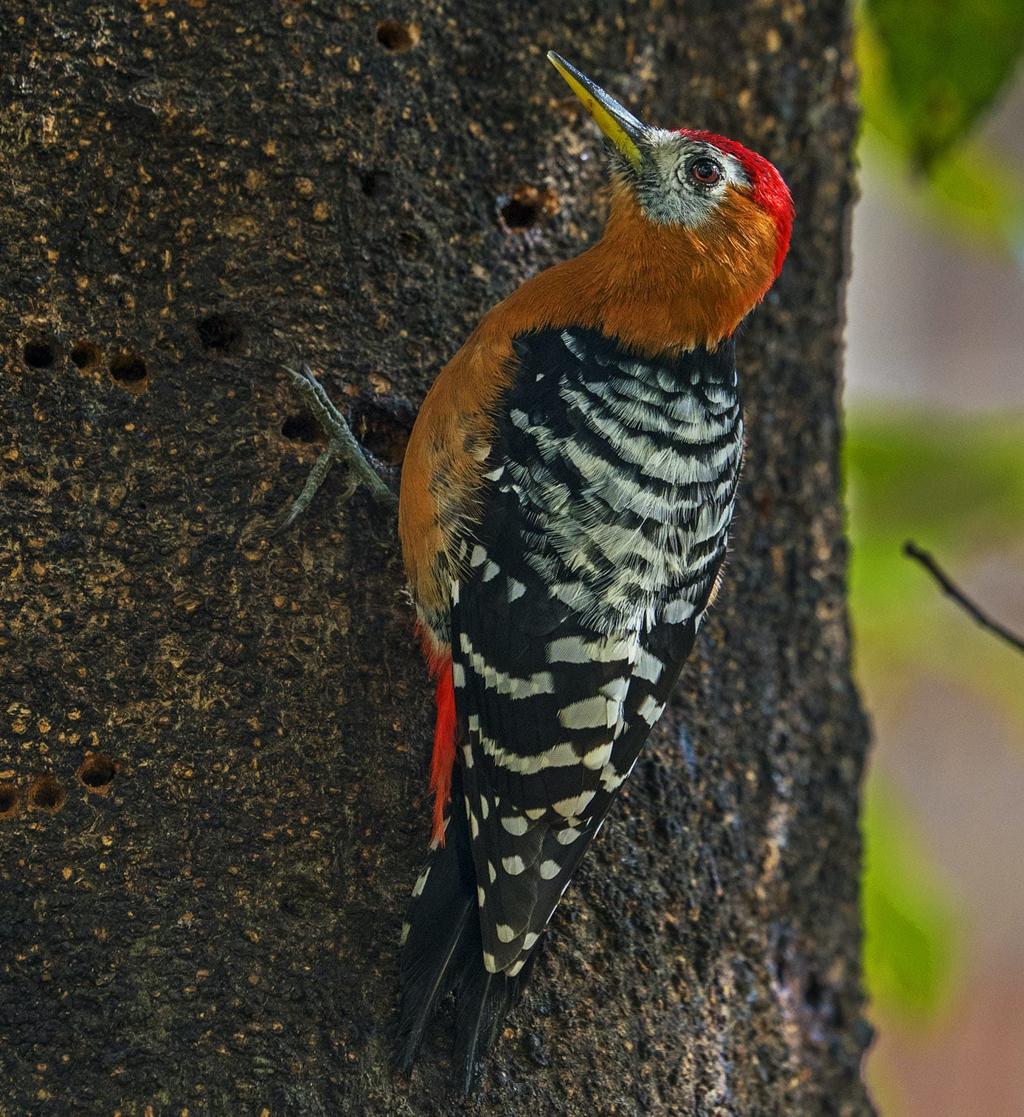 Askot Birdwatching & Nature Photography Tour