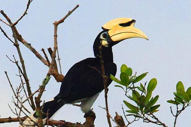 Jhilmil Jheel Conservation Reserve Wildlife Tour Package