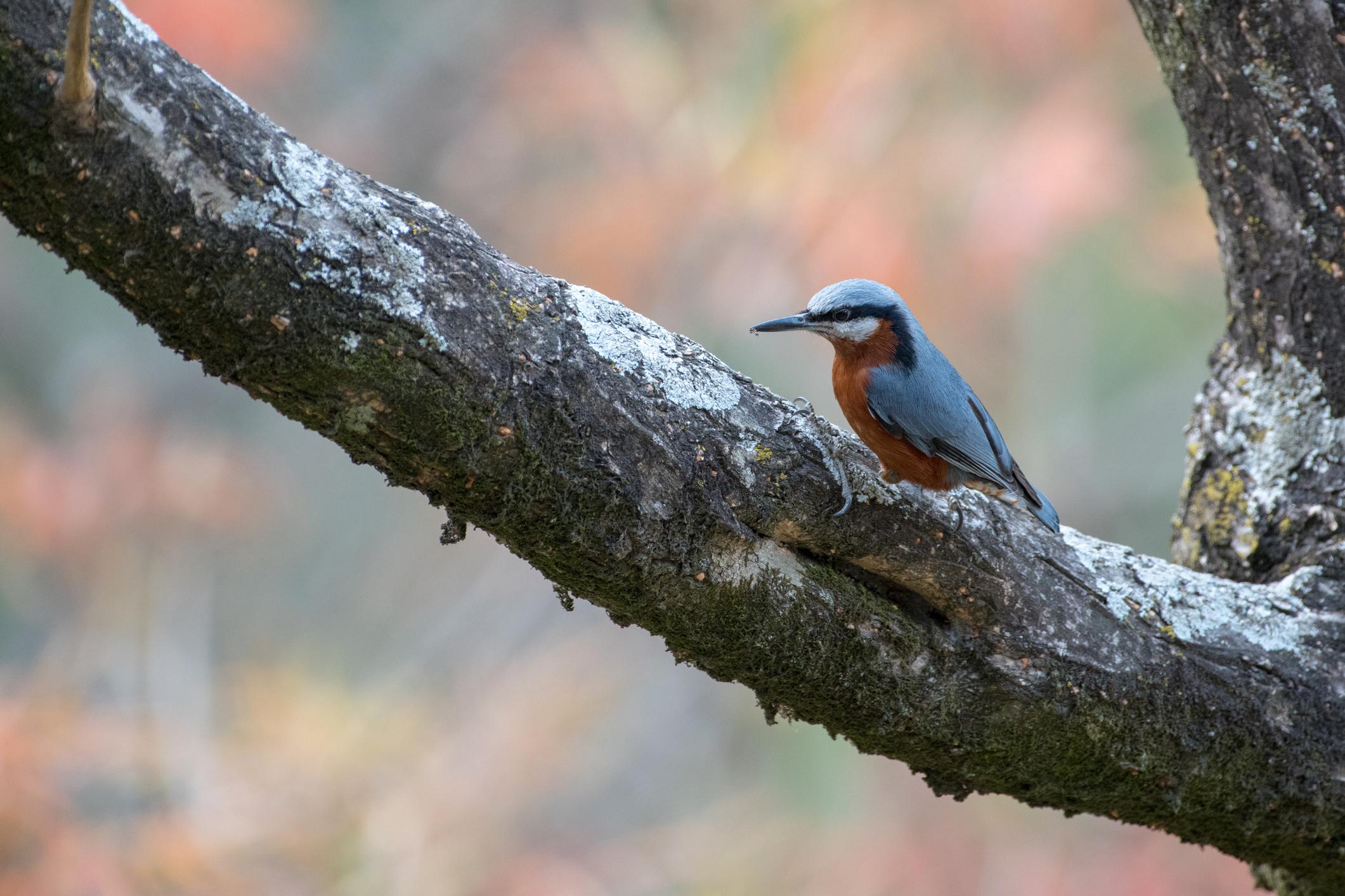 Askot Birdwatching & Nature Photography Tour