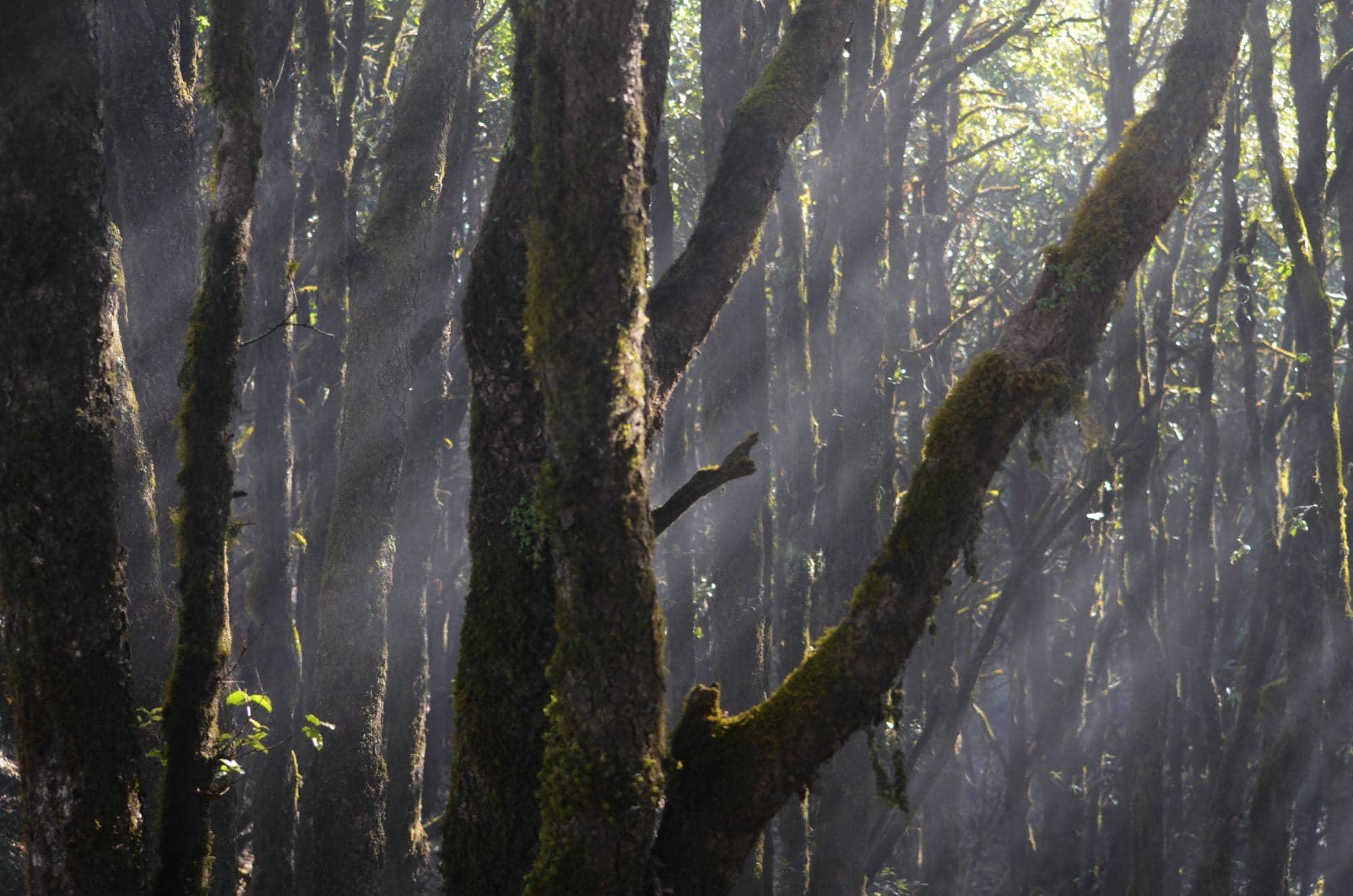 Binsar Wildlife Sanctuary Tour Package