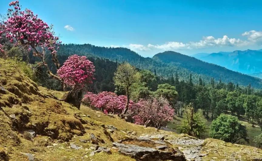 Binsar Wildlife & Himalayan Viewpoint Tour
