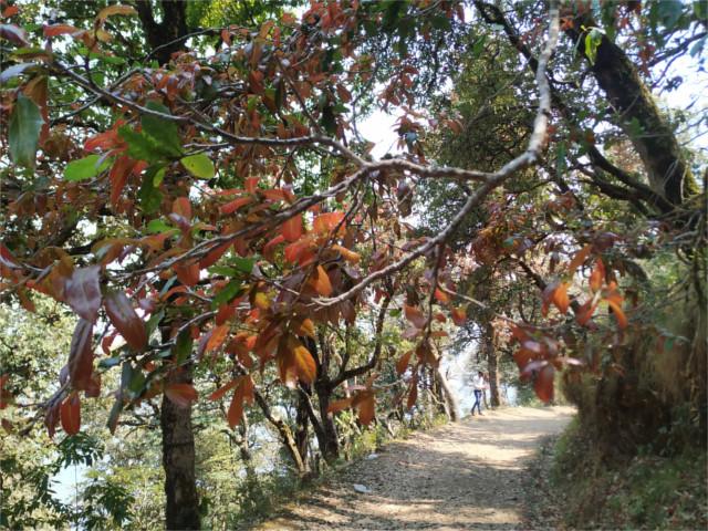 Binsar Wildlife & Himalayan Viewpoint Tour