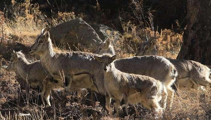 Askot Wildlife Sanctuary Tour Package