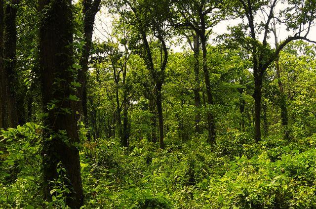 Rajaji Family Nature & Wildlife Getaway