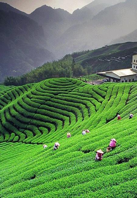 Kausani Hill Station Tour Package