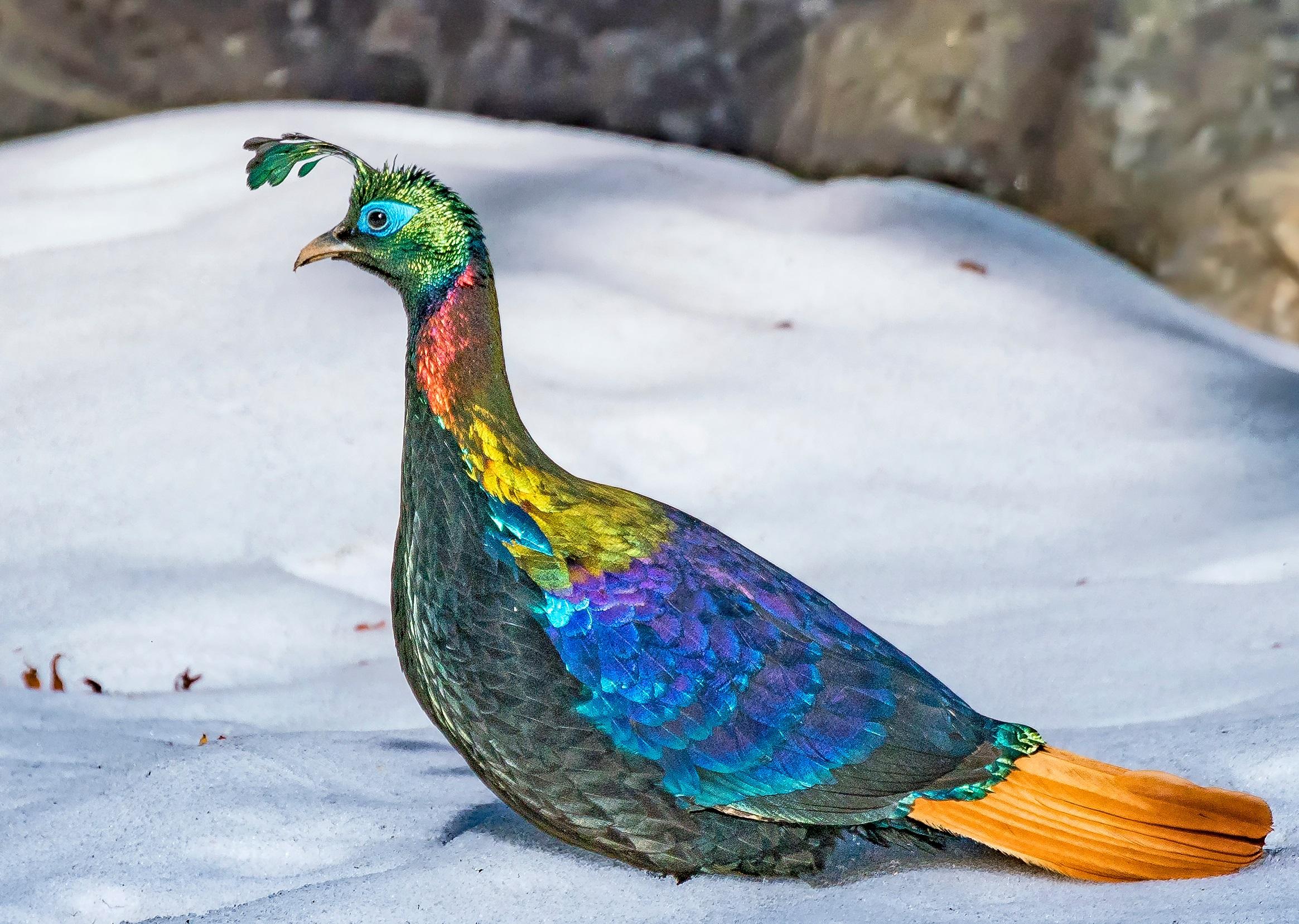 Nanda Devi Birdwatching & Himalayan Photography Tour
