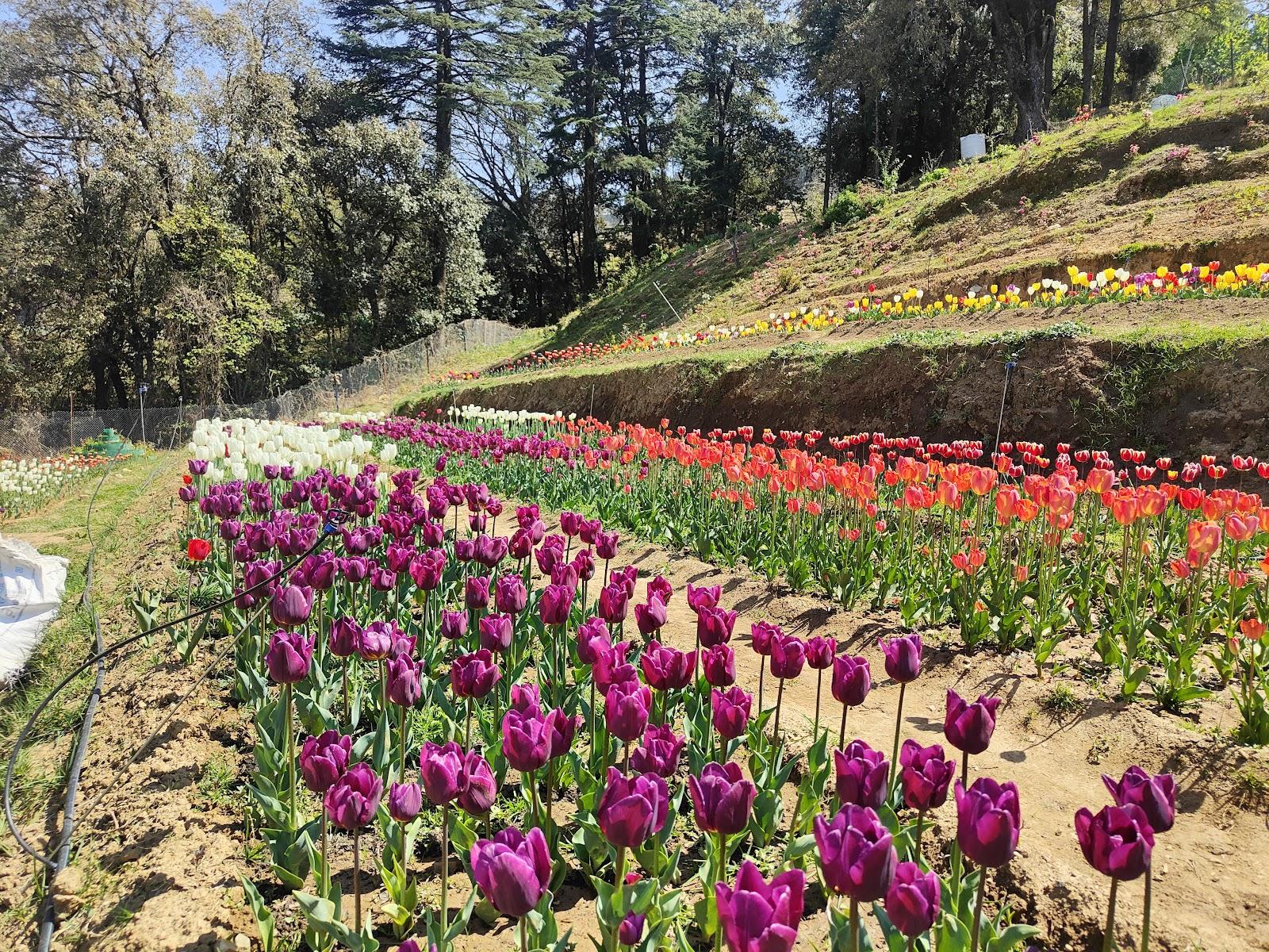Ranikhet Hill Station Tour Package