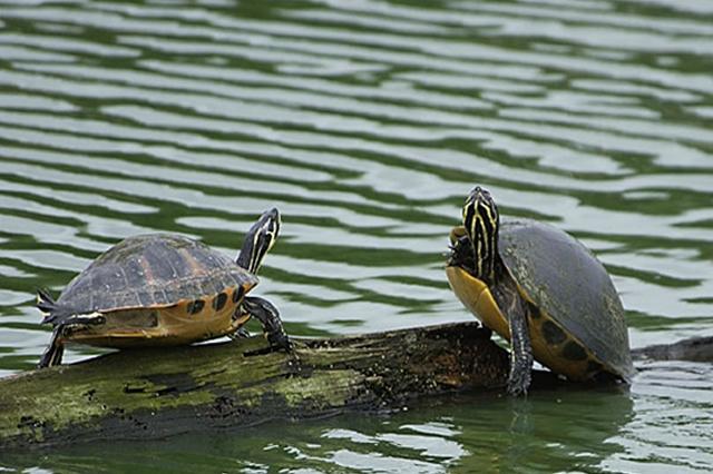 Jhilmil Jheel Conservation Reserve Wildlife Tour Package