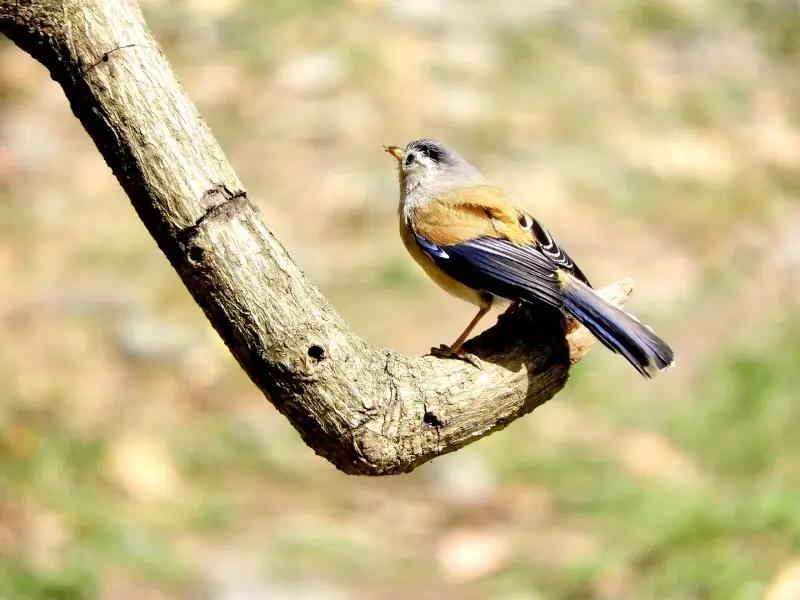 Askot Birdwatching & Nature Photography Tour