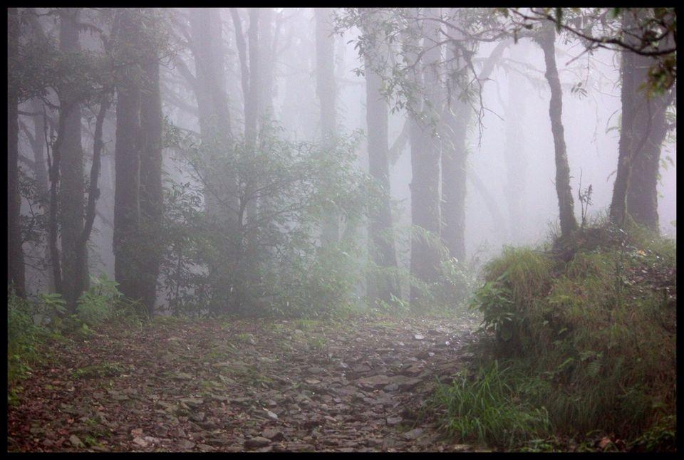 Binsar Wildlife & Himalayan Viewpoint Tour