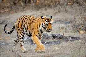 Wildlife Package